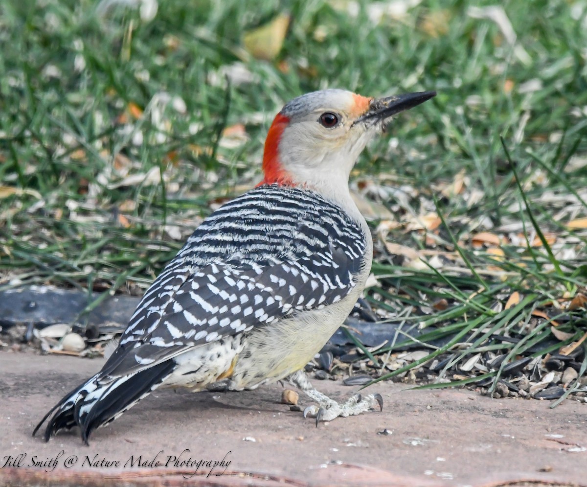 Red-bellied Woodpecker - ML508315421