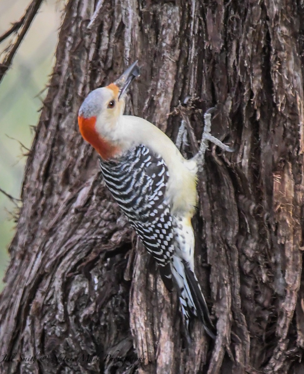 Red-bellied Woodpecker - ML508315531