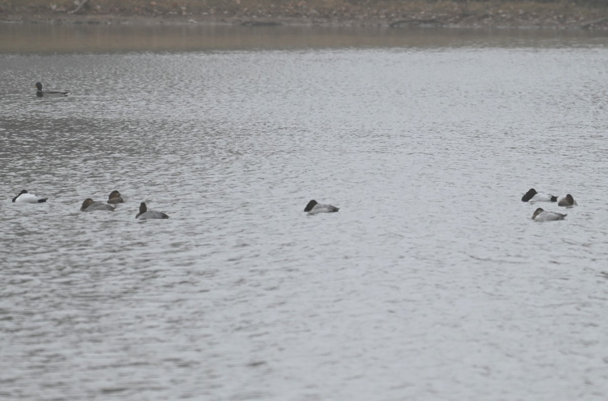 Ebird Checklist - 23 Nov 2022 - Jennings Park, Lubbock - 13 Species (+1 