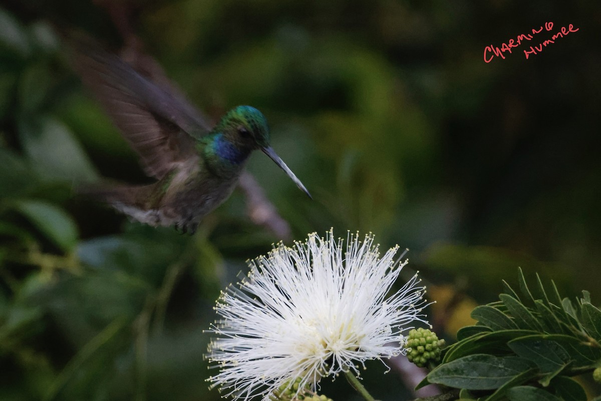 Charming Hummingbird - ML508317171