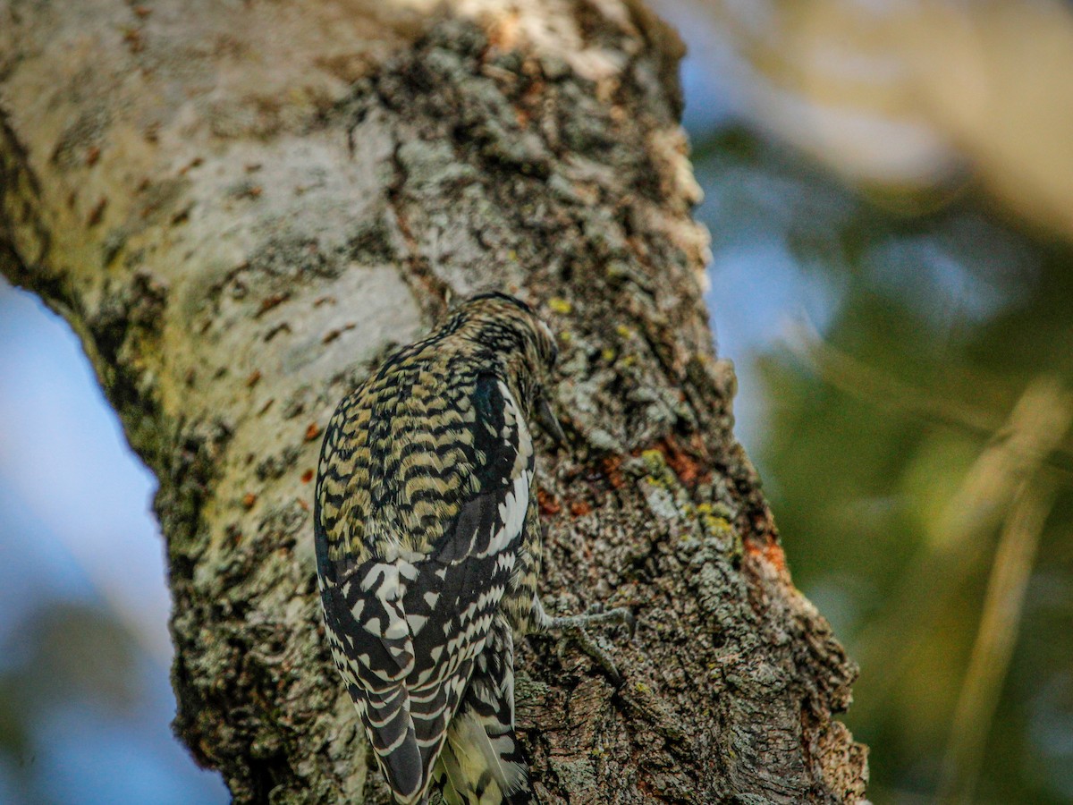 eBird Checklist 5 Oct 2022 Prewitt Farm Wildlife Viewing Area (Twin