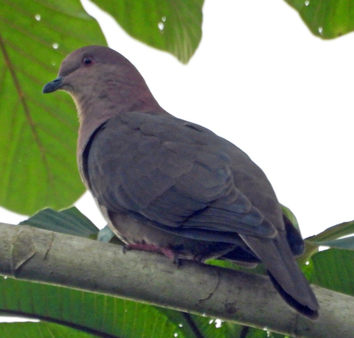 Pigeon à bec noir - ML508326031