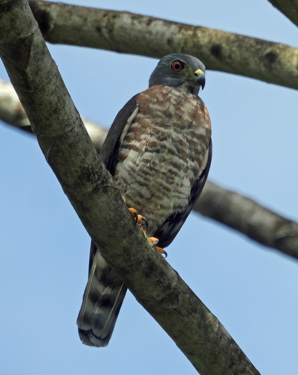 Double-toothed Kite - ML508326161