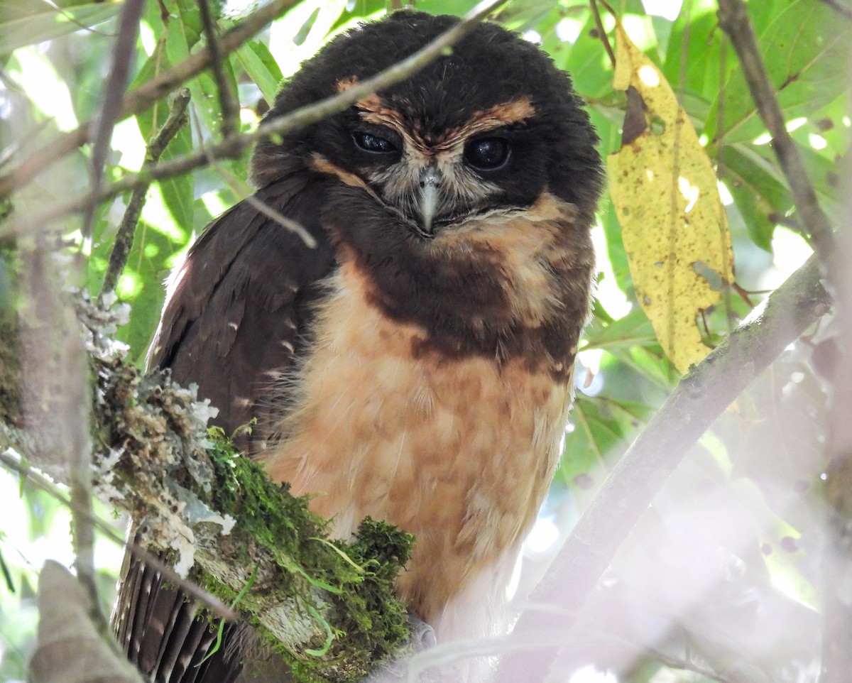 Tawny-browed Owl - ML508328791