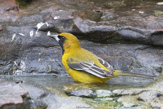 Altamira Oriole  Audubon Field Guide