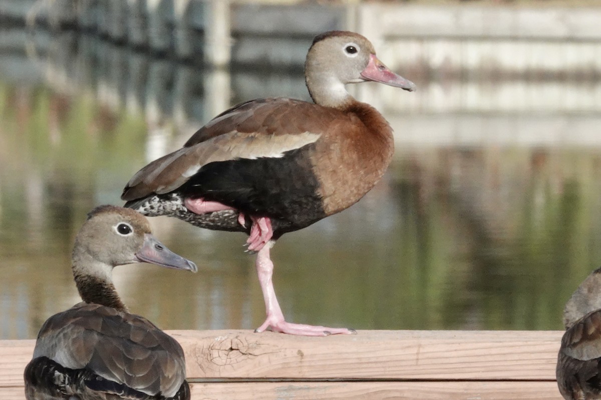 eBird Checklist - 28 Nov 2022 - Univ. of Texas, RGV (Brownsville ...