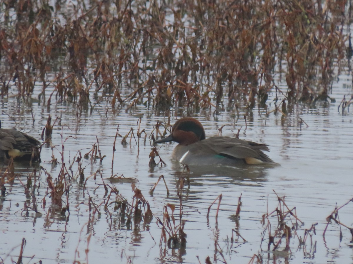 Green-winged Teal - ML508333531