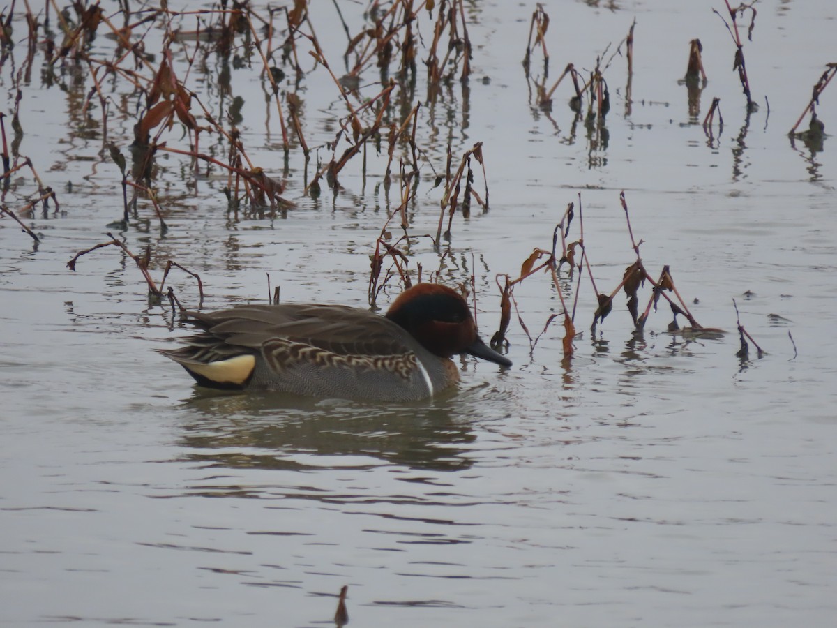 Green-winged Teal - ML508333541