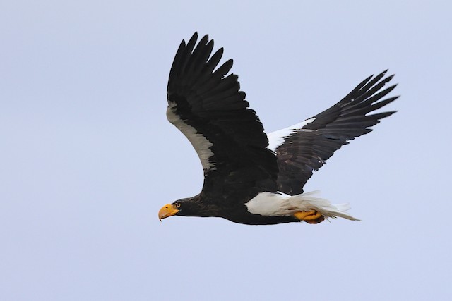 Steller's Sea Eagle Hat, Sea Eagle Lover Hat, Bird Hat, Steller's Sea Eagle  Cap, Bird Lover Hat, Stellers Sea Eagle Hat, -  Canada