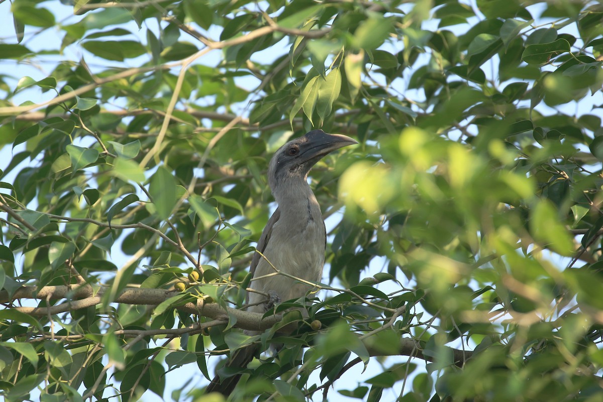 Indian Gray Hornbill - Yu-Lian Shen