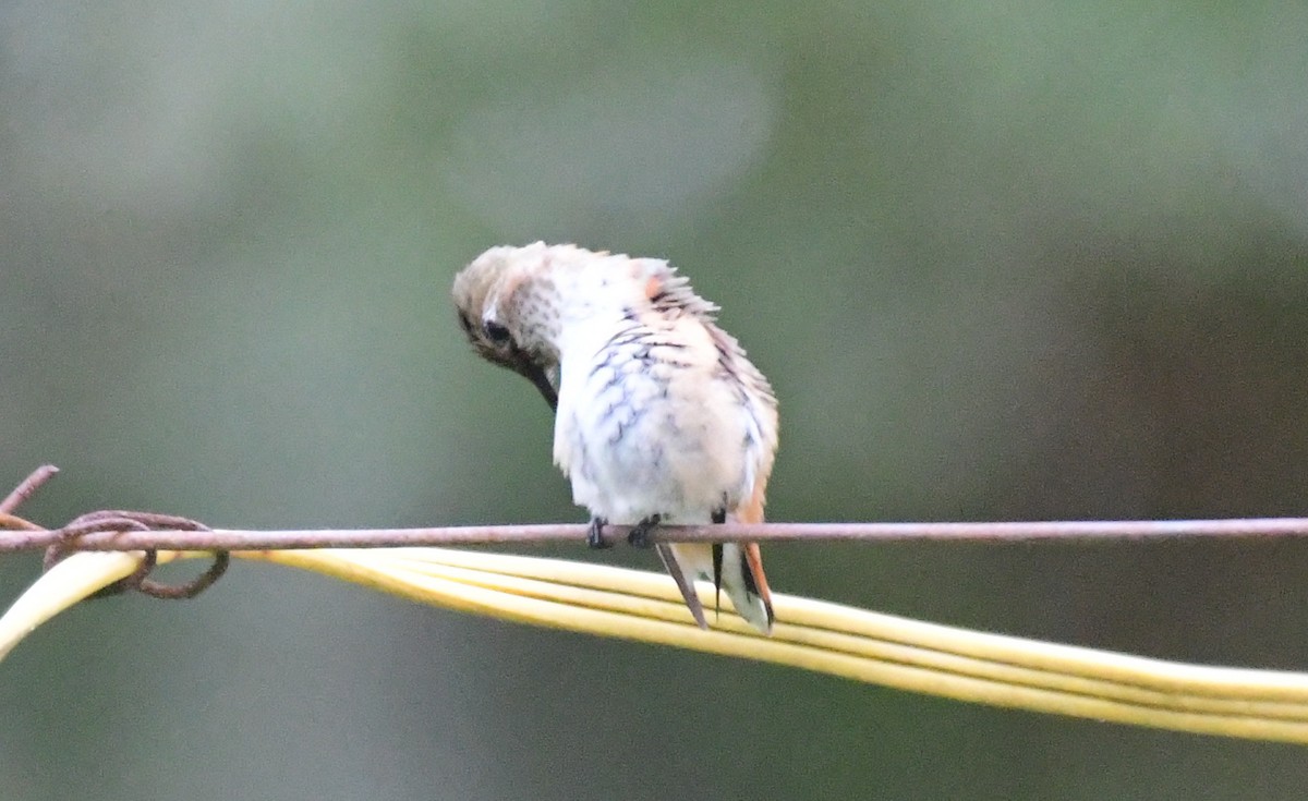 eBird Checklist 24 Nov 2022 11464 Goodwood Boulevard, Baton Rouge, Louisiana, US (30.448