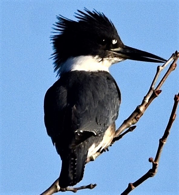Belted Kingfisher - ML508346571