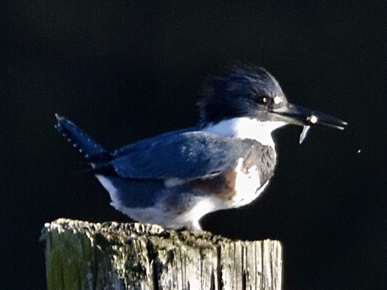 Belted Kingfisher - ML508346591