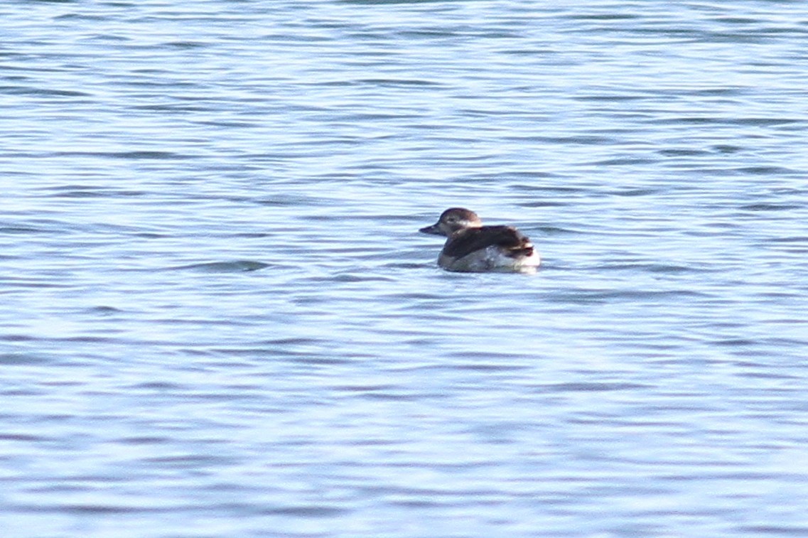 Long-tailed Duck - ML508346651