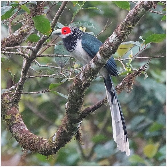 Red-faced Malkoha - ML508347081