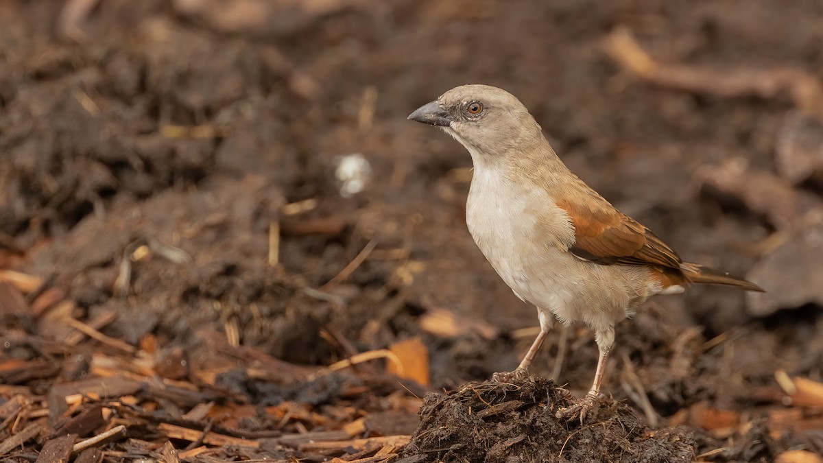 Northern Gray-headed Sparrow - ML508348131