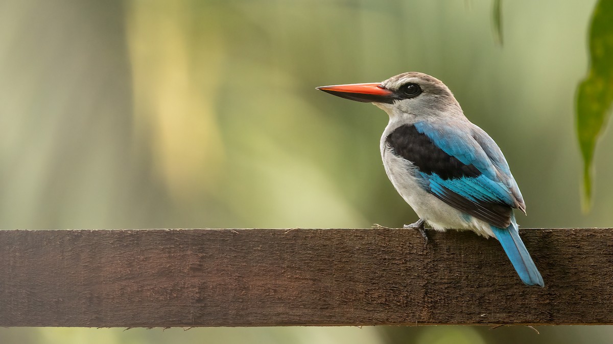 Woodland Kingfisher - Robert Tizard