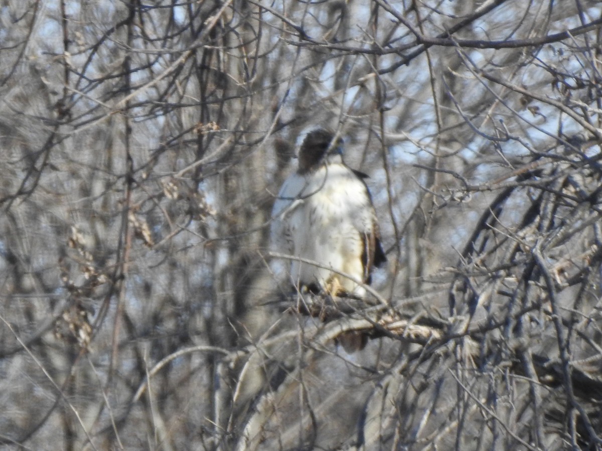 Red-tailed Hawk (borealis) - ML508351771