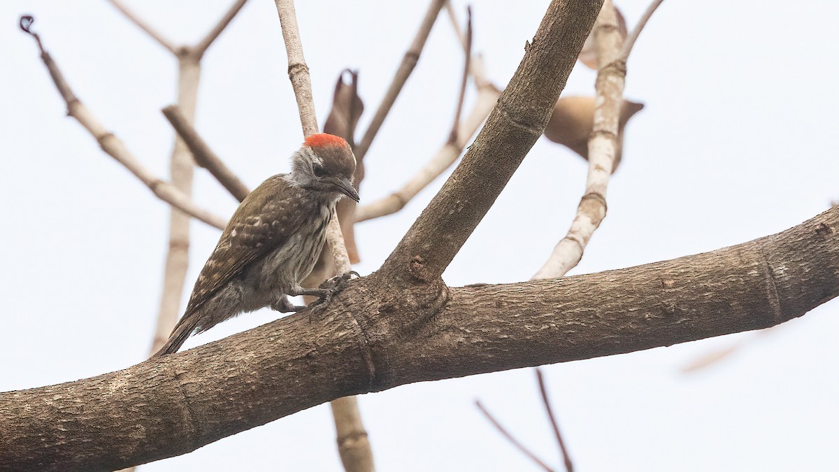 Cardinal Woodpecker - Robert Tizard