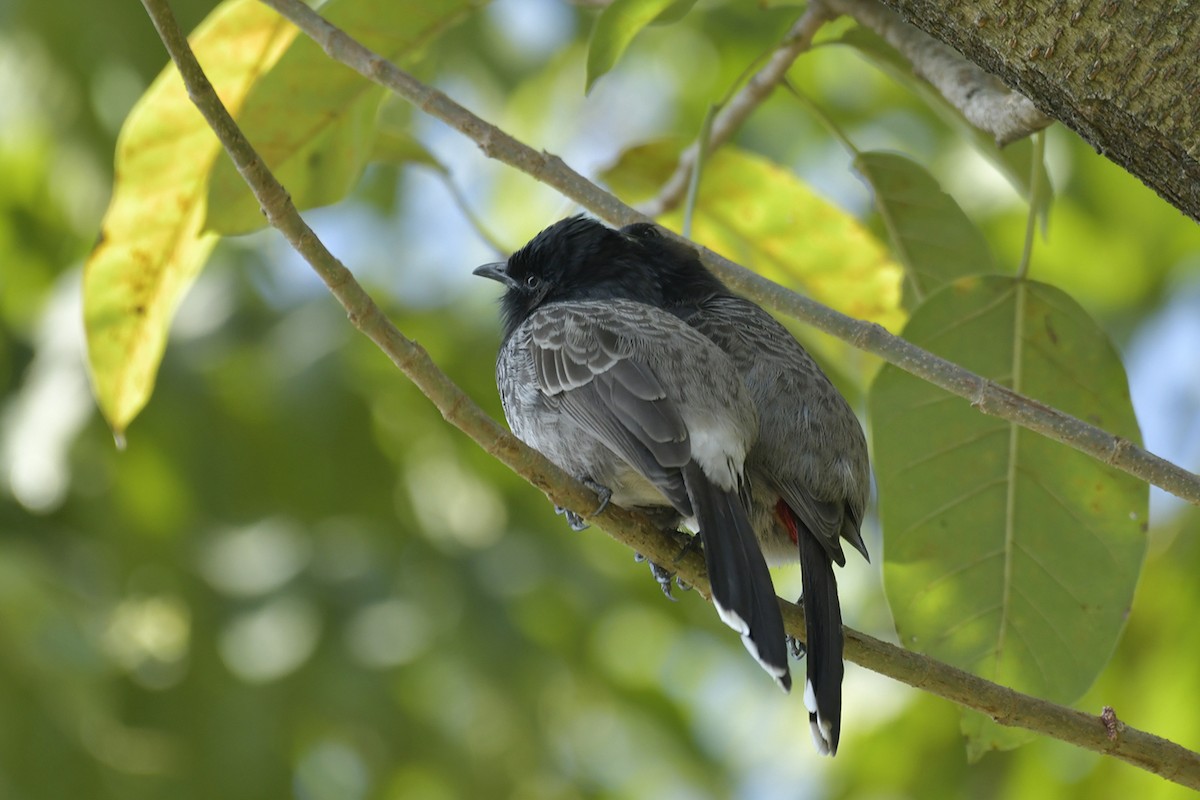 Red-vented Bulbul - ML508356841