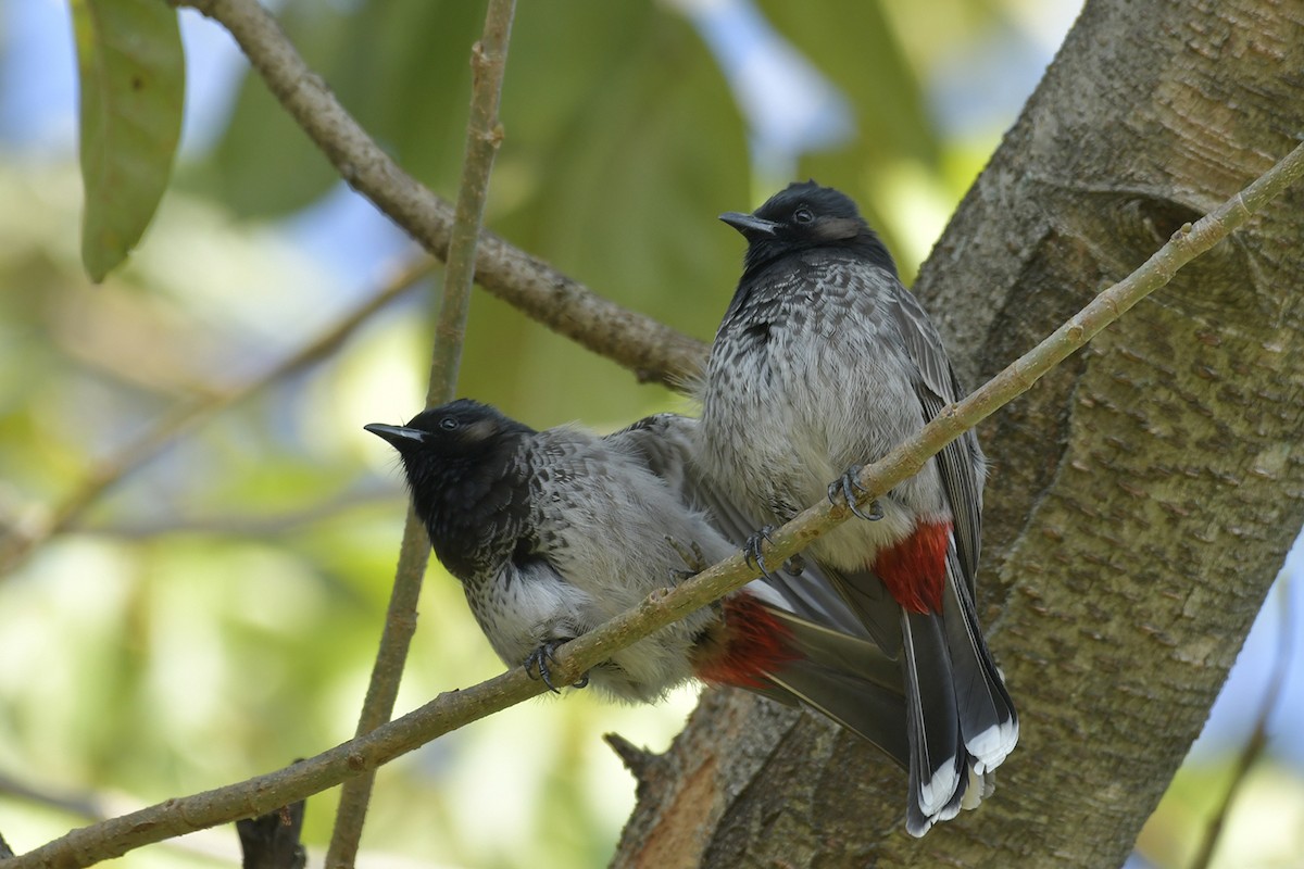 Red-vented Bulbul - ML508356851