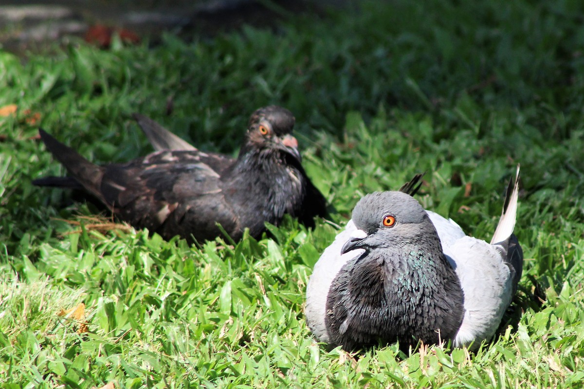 Rock Pigeon (Feral Pigeon) - ML508356921