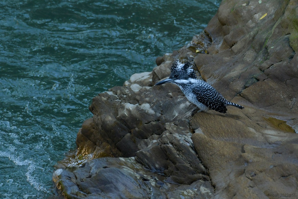 Crested Kingfisher - ML508357461