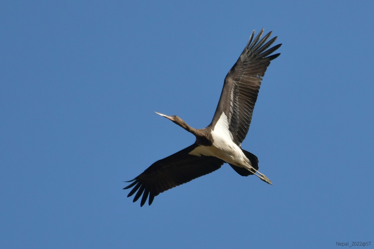 Black Stork - ML508359121