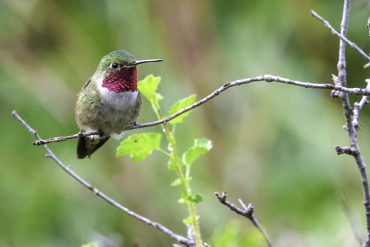 Broad-tailed Hummingbird - ML508363701