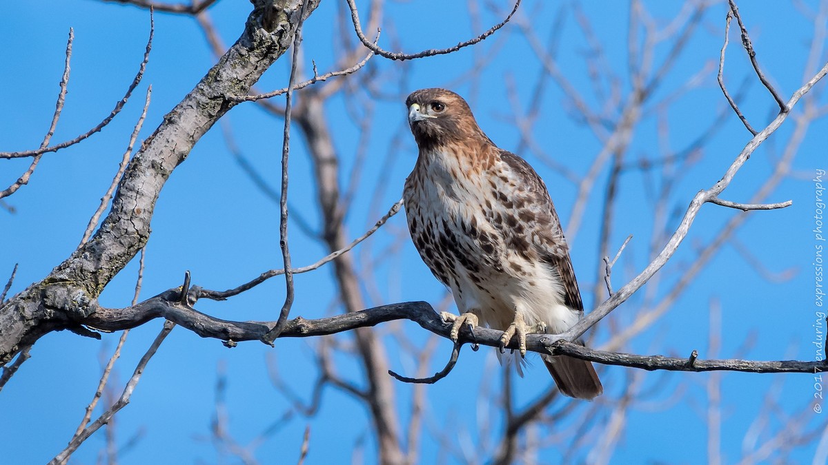 Red-tailed Hawk - Charlie Shields