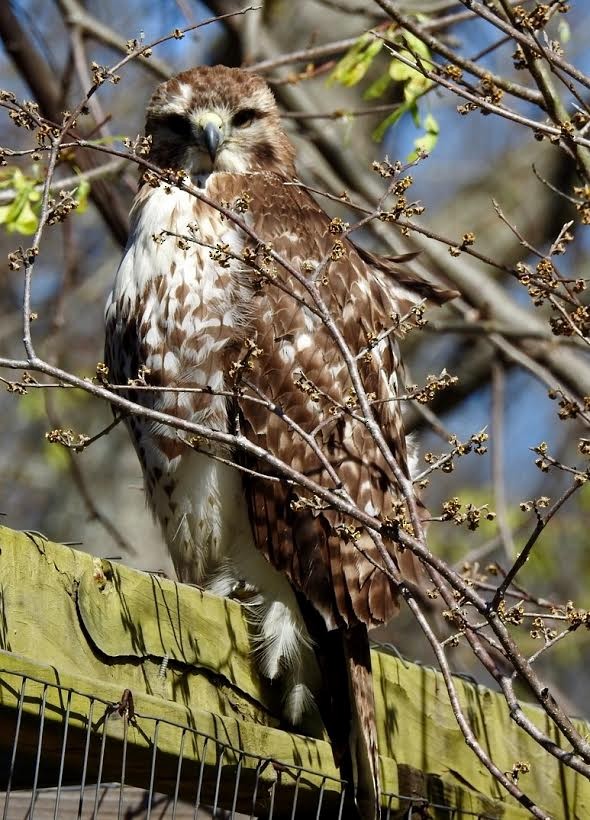 Red-tailed Hawk - ML50837021