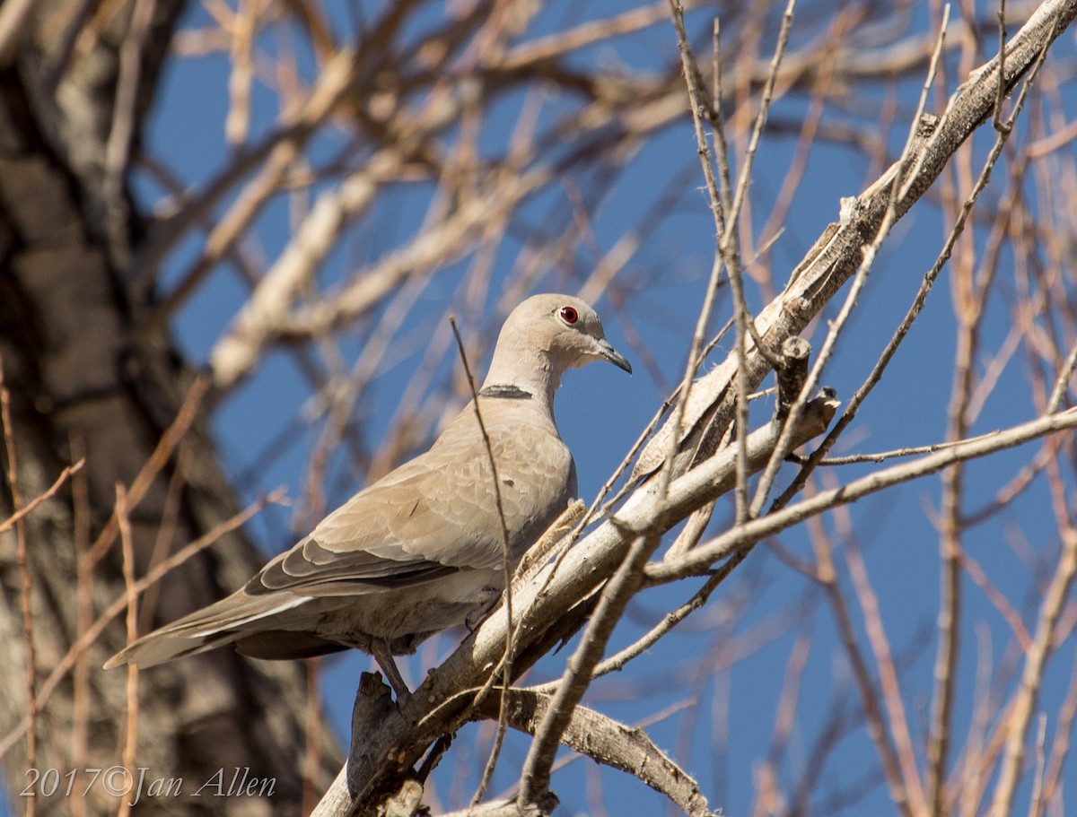 Eurasian Collared-Dove - Jan Allen