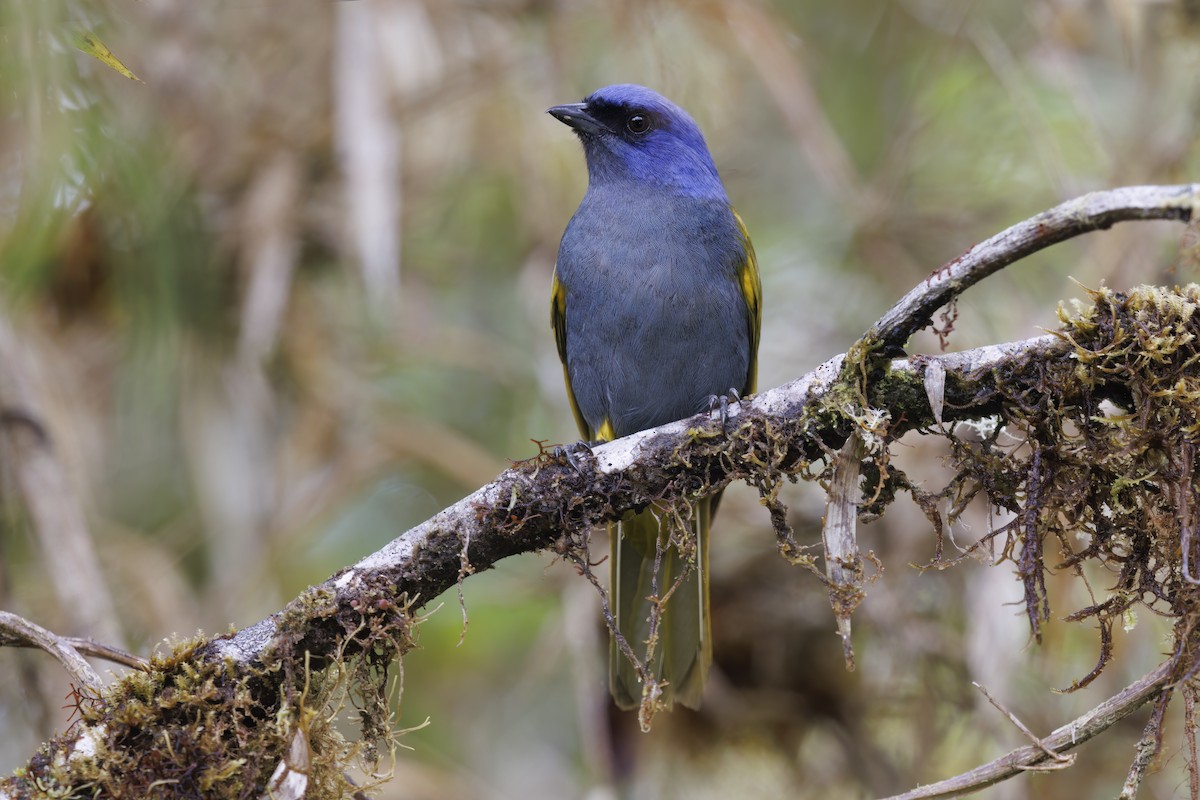 Blue-capped Tanager - ML508378961