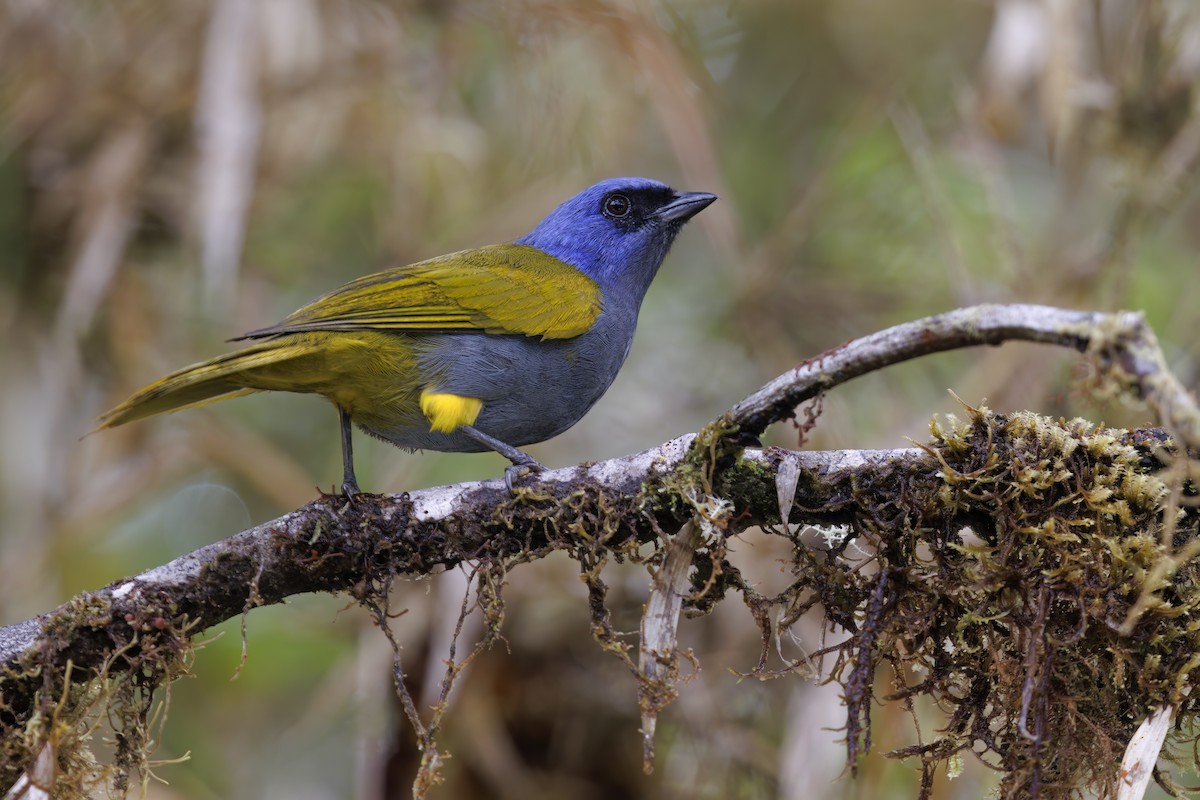 Blue-capped Tanager - ML508378971
