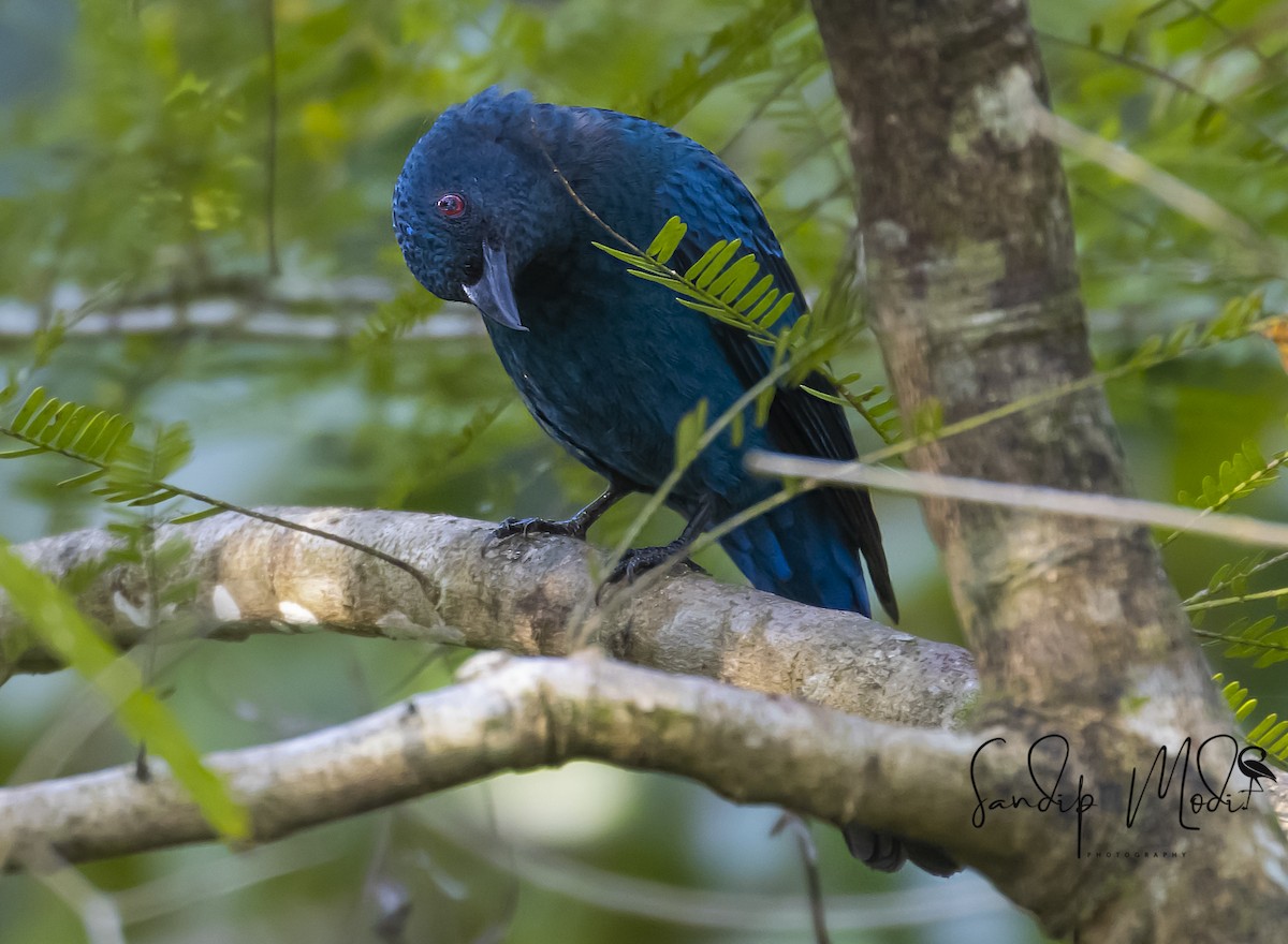 Asian Fairy-bluebird - Dr.Sandip  Modi