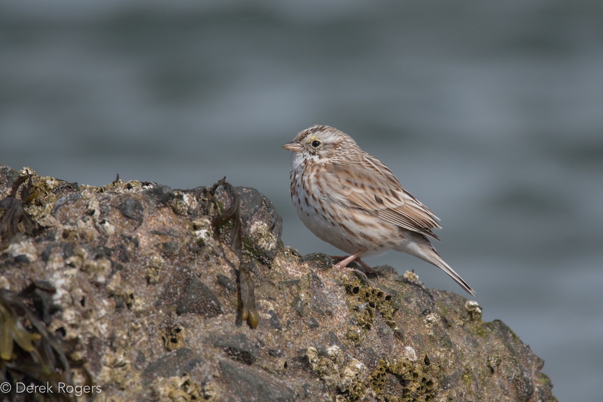 Savannah Sparrow (Ipswich) - ML50838161