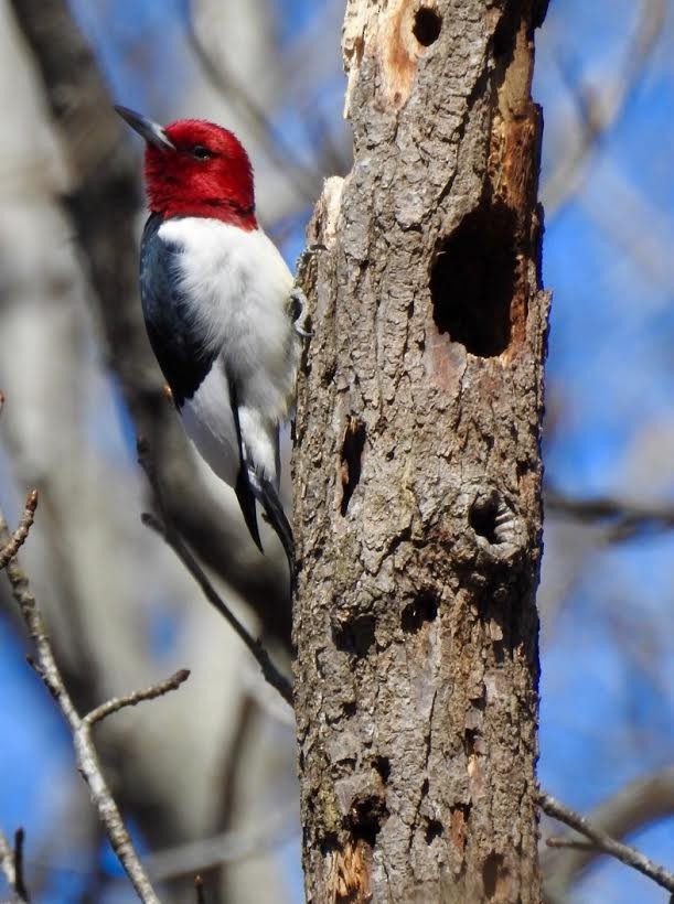 Red-headed Woodpecker - Jim Varner