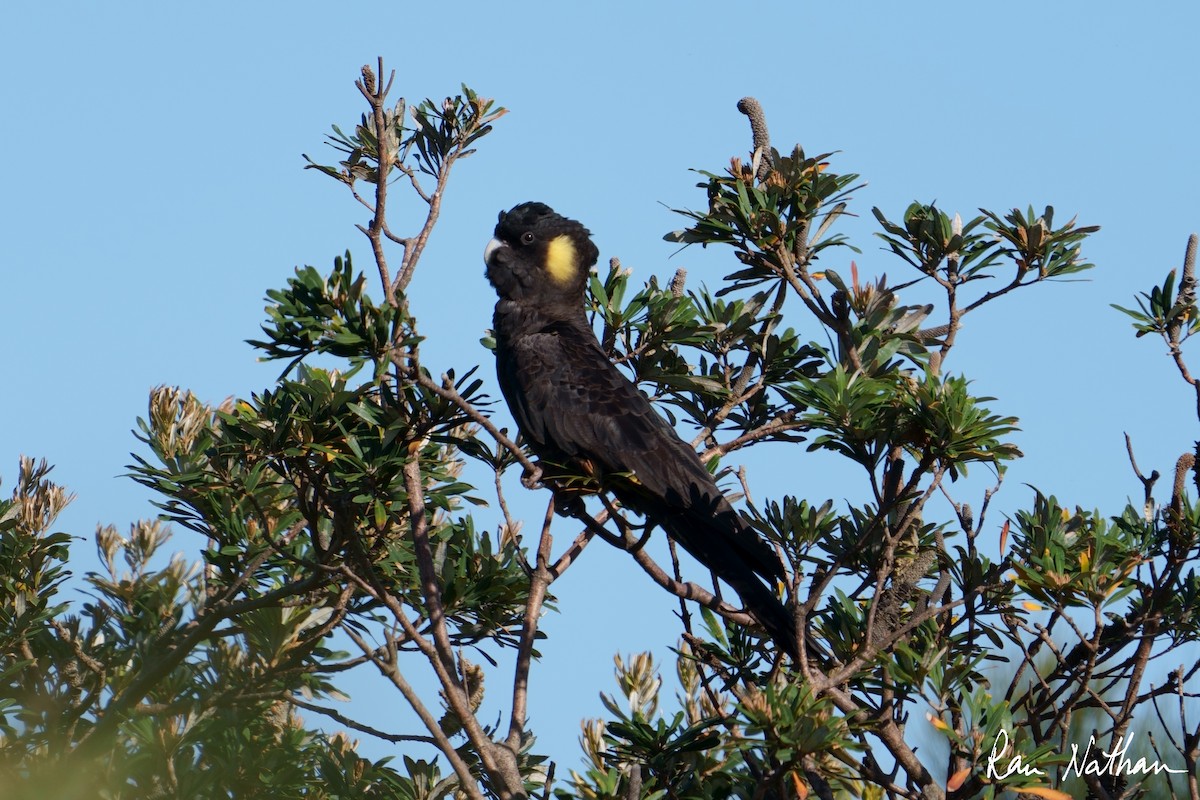 Yellow-tailed Black-Cockatoo - ML508384021