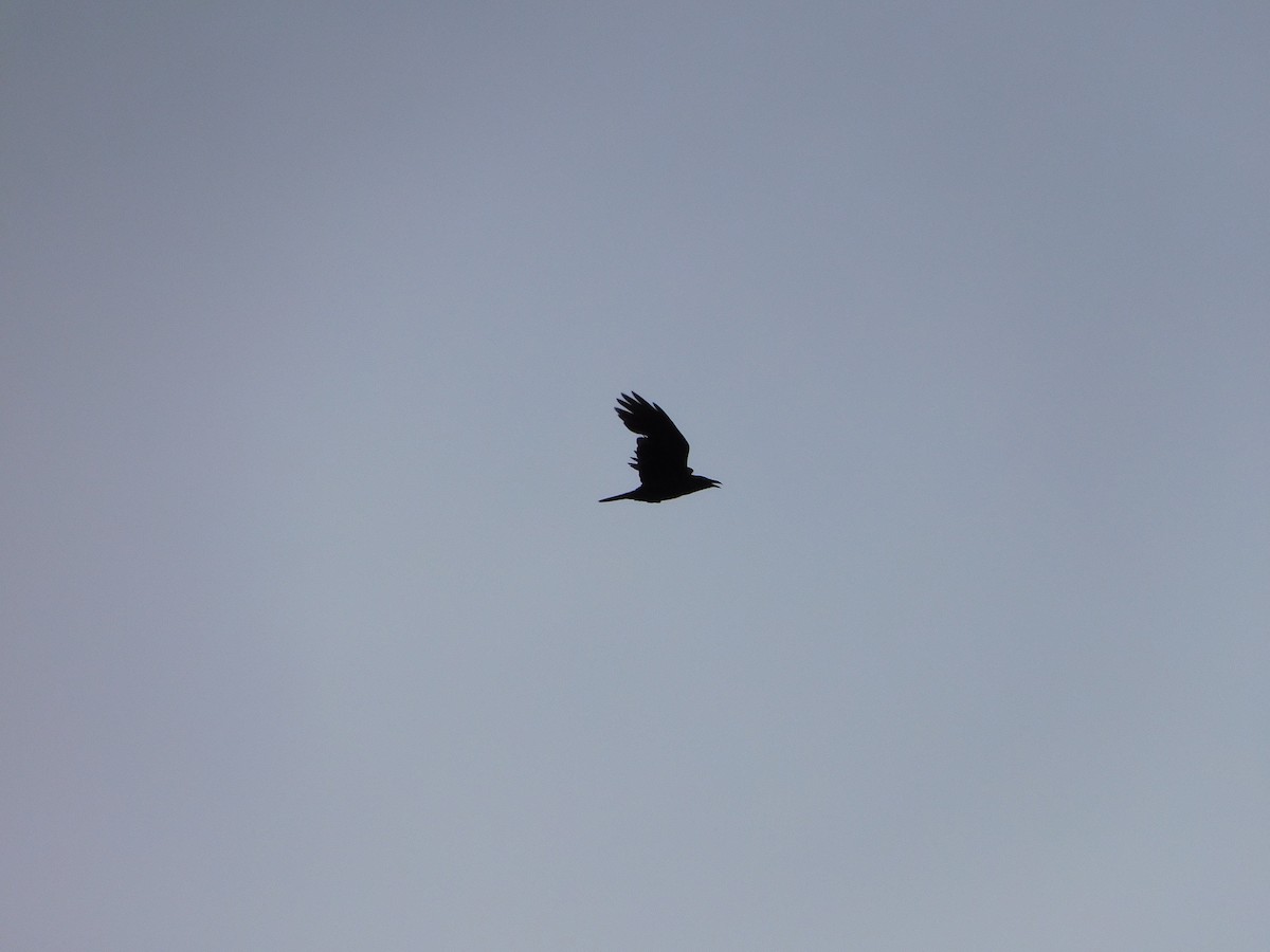 Cuervo de Tasmania - ML508384841