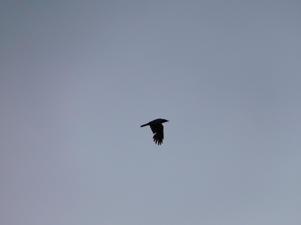 Cuervo de Tasmania - ML508384851