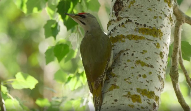 Gray-headed Woodpecker - Josep del Hoyo