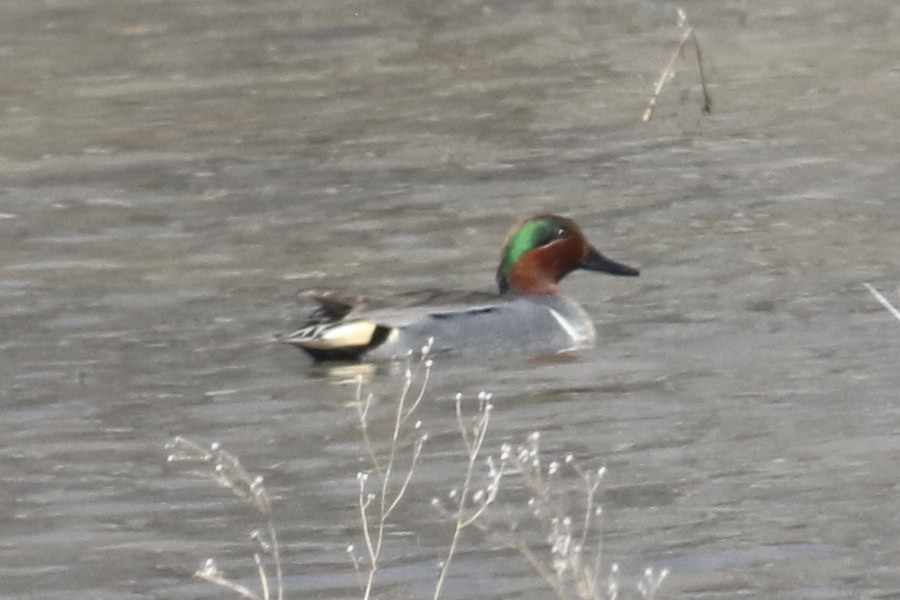 Green-winged Teal - ML50839311