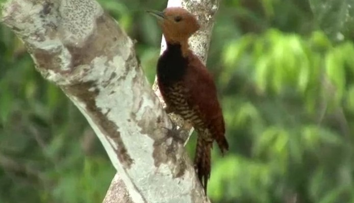 Ringed Woodpecker (Amazonian Black-breasted) - ML508394501