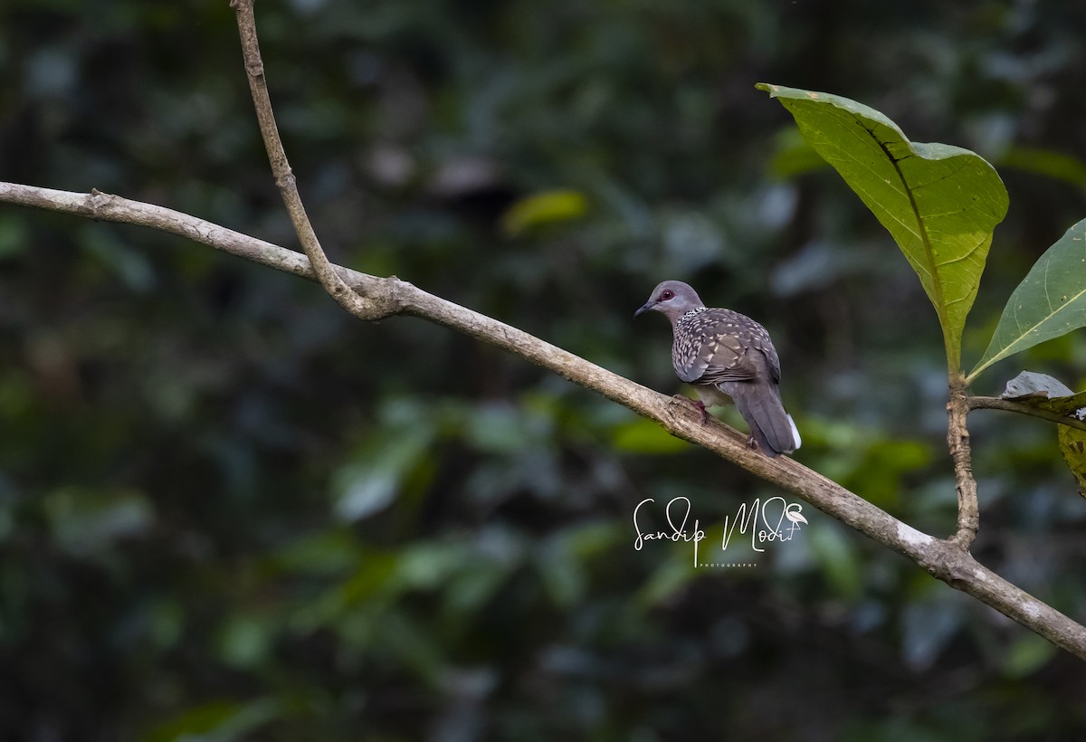 Spotted Dove - ML508399861