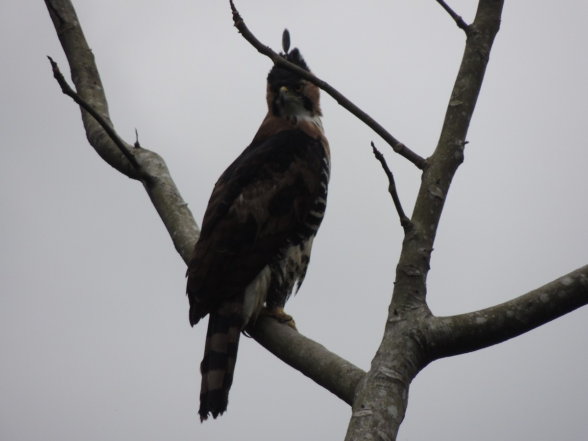 Ornate Hawk-Eagle - Blair Dudeck