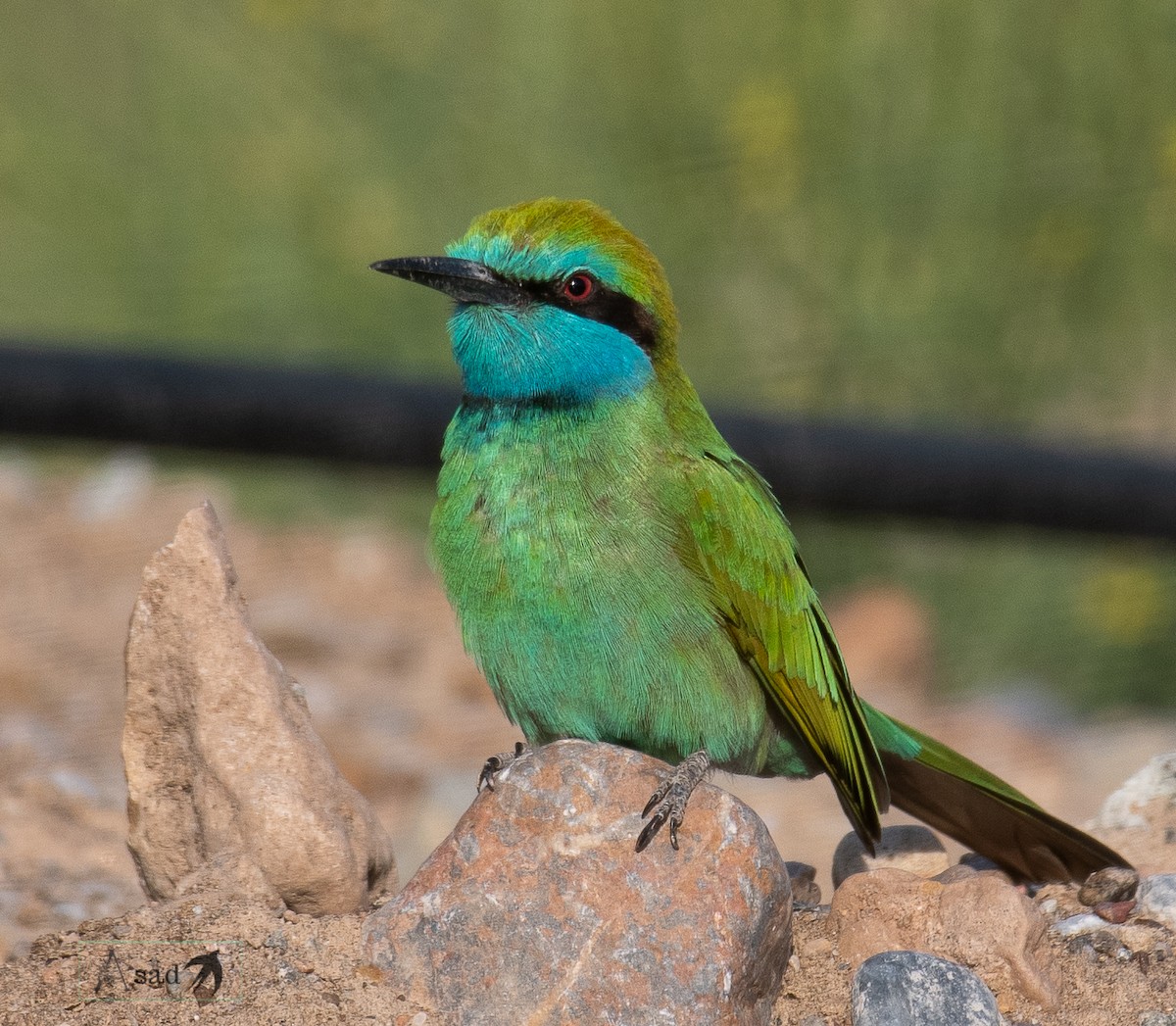 Arabian Green Bee-eater - Asad Humayoon
