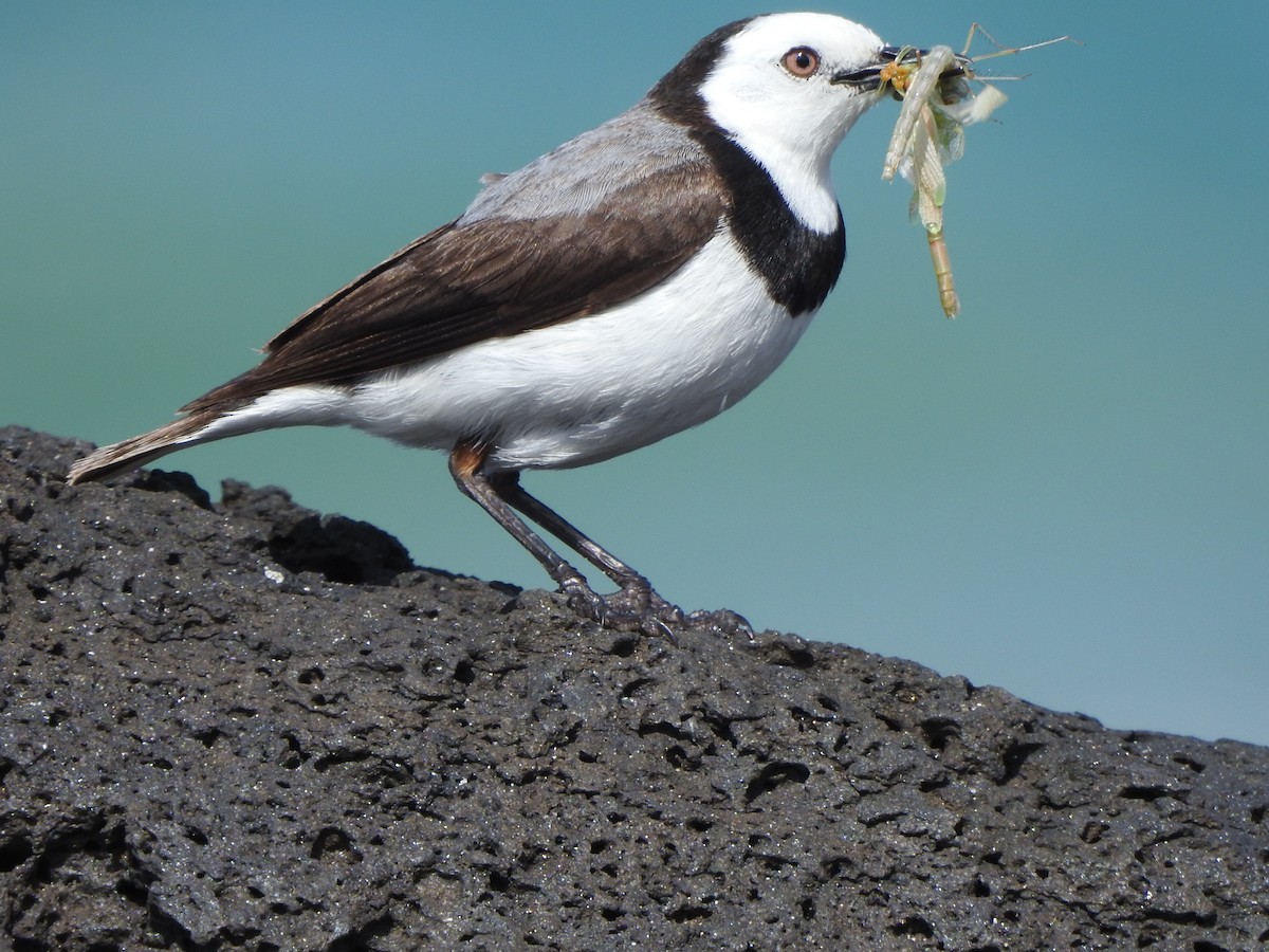 White-fronted Chat - ML508405481