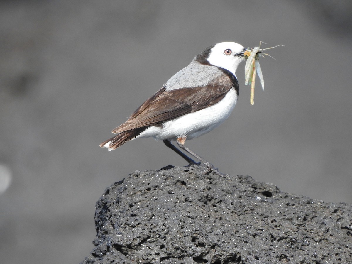 White-fronted Chat - ML508405501