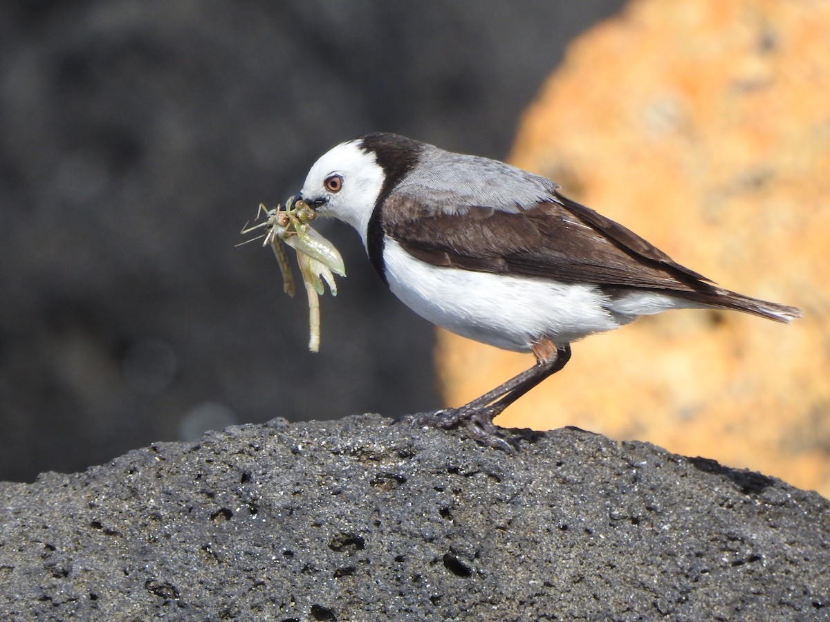 White-fronted Chat - ML508405541