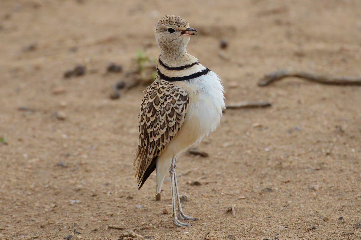 Double-banded Courser - ML508409061